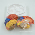 Modelo de cabeça de fabricantes chineses com cérebro
